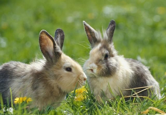 2023年出生的属兔人在几月出生运势好呢？