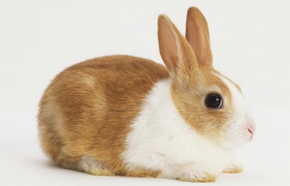 1951年出生的属兔人来说命运又是怎样的呢