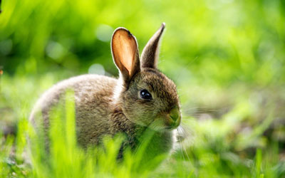 1951年出生的属兔人来说命运又是怎样的呢