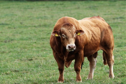 属牛农历几月出生运势最好生肖牛在十二生肖排行