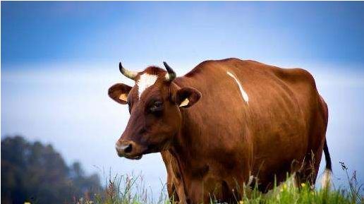 1997年属牛的人一生有多少财，你知道吗？