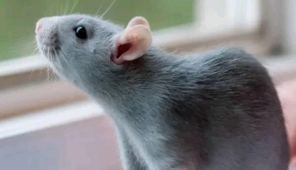 72年的鼠到底是什么命，你知道吗？