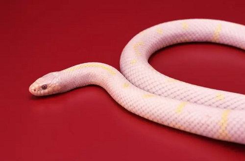 属蛇的幸运颜色是什么色2023年的生肖蛇