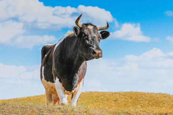 2021年生肖牛运势详解 2021年属牛人的全年每月运势